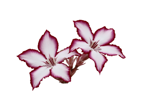 Pink Edged White Flowers Black Background PNG Image