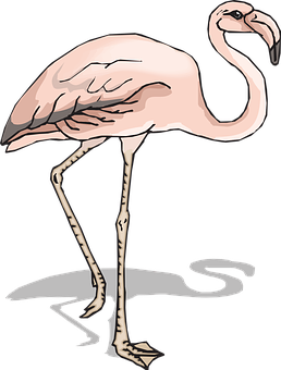 Pink Flamingo Cartoon Illustration PNG Image