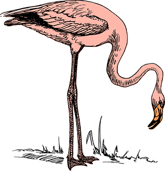 Pink Flamingo Illustration PNG Image