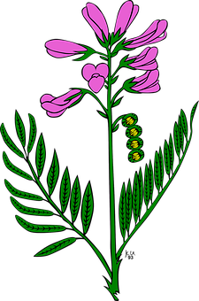 Pink_ Flower_and_ Fern_ Illustration PNG Image