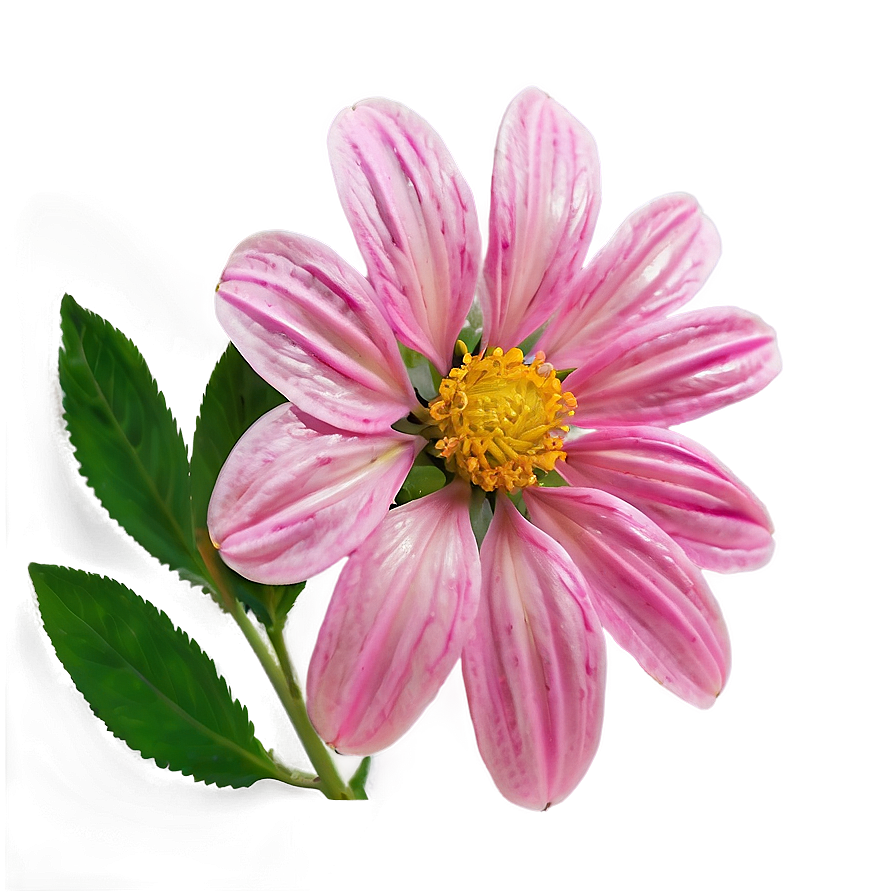 Pink Flower In Sunshine Png 52 PNG Image