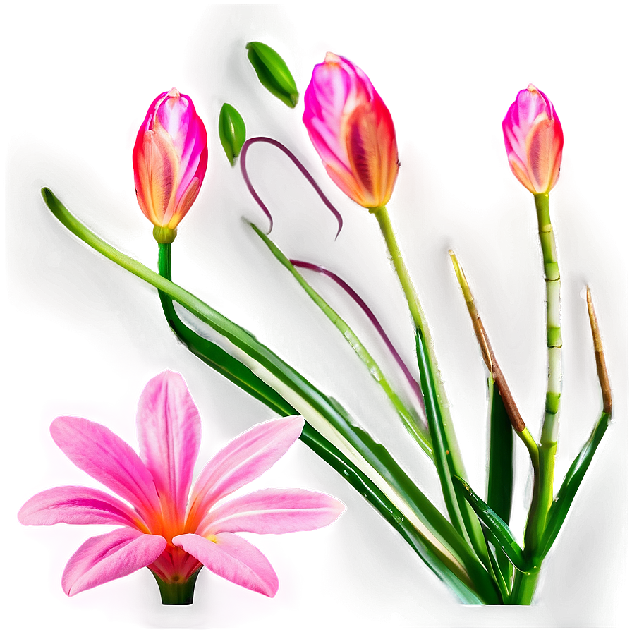 Pink Flower In Sunshine Png Qef PNG Image