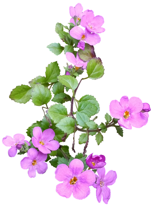 Pink Flowering Branch Isolated PNG Image