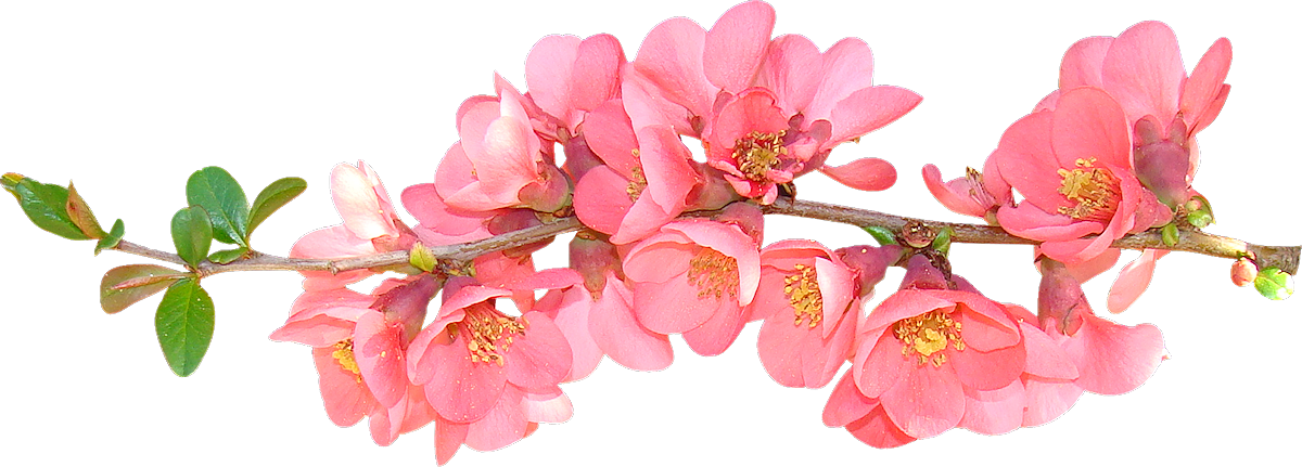 Pink Flowering Branch Transparent Background PNG Image