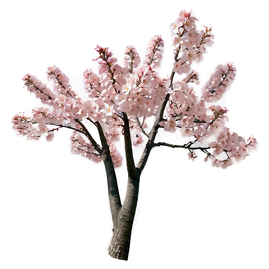 Pink Flowering Tree Png Axu52 PNG Image