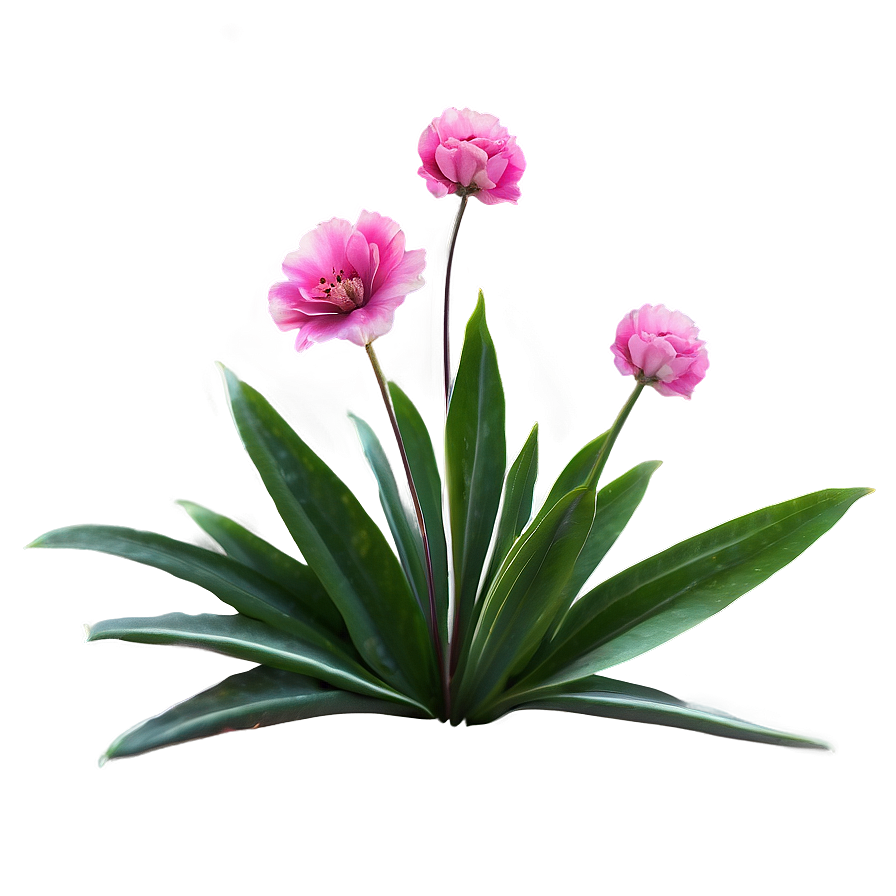 Pink Flowers Isolated Png Qdq16 PNG Image