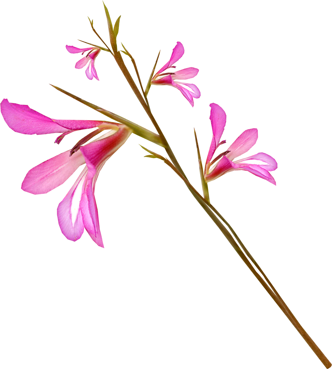 Pink Gladiolus Flower Stem PNG Image