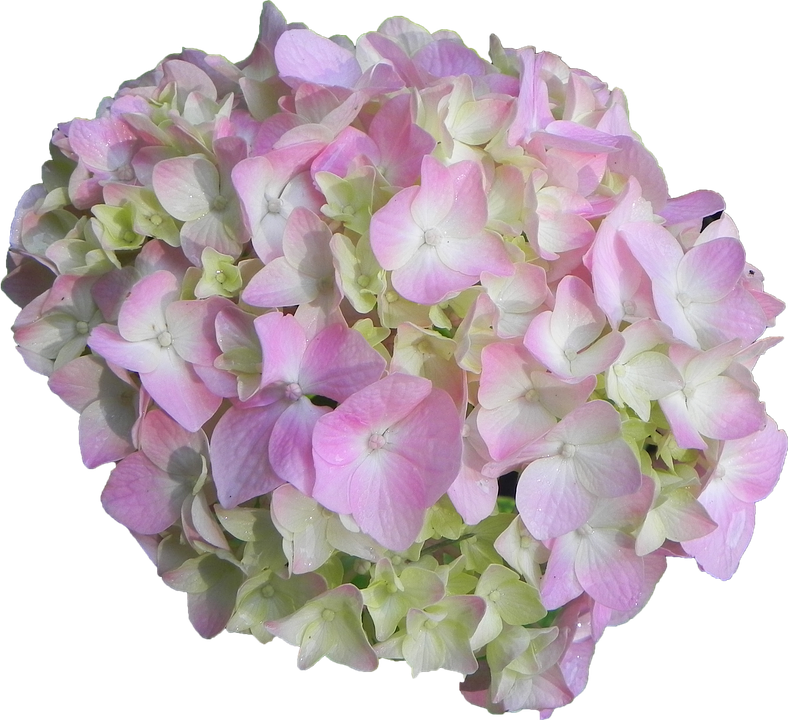 Pink Green Hydrangea Bloom PNG Image