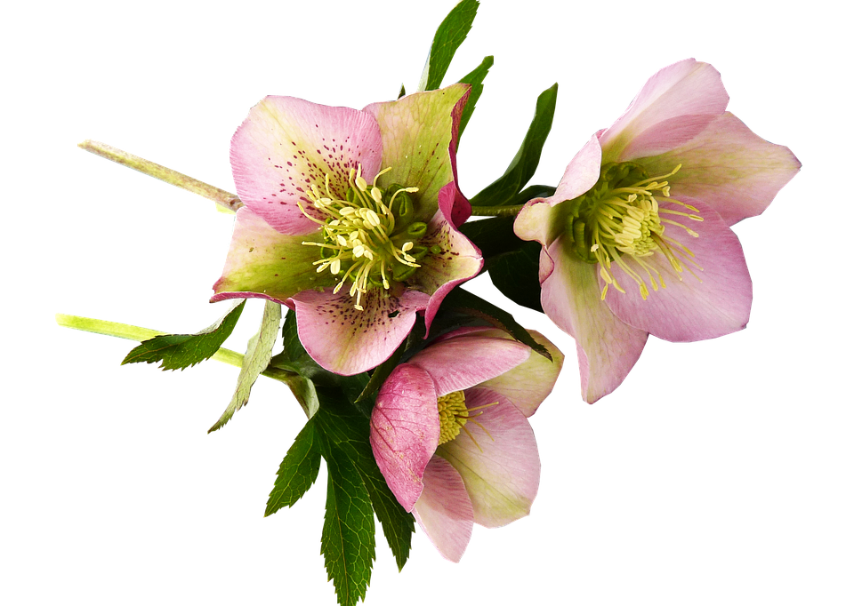 Pink Hellebore Blooms Transparent Background PNG Image