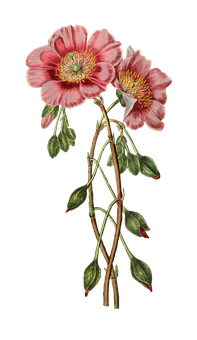 Pink Hellebore Botanical Illustration PNG Image