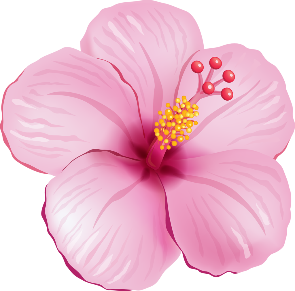 Pink_ Hibiscus_ Bloom_ Illustration PNG Image