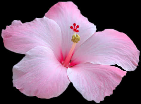 Pink Hibiscus Flower Black Background PNG Image