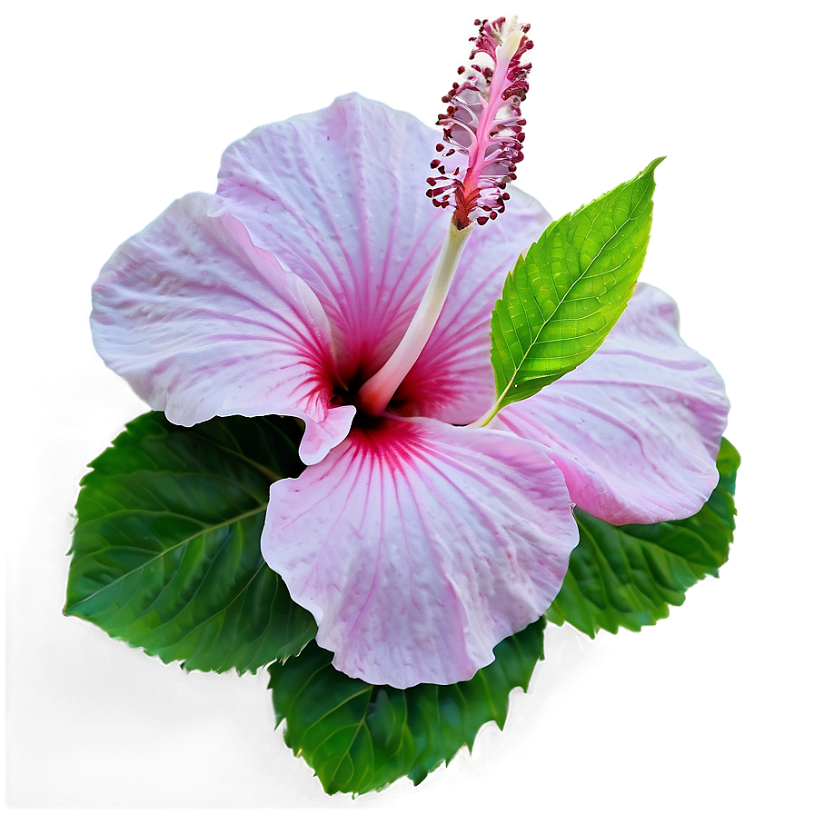 Pink Hibiscus Png 05242024 PNG Image