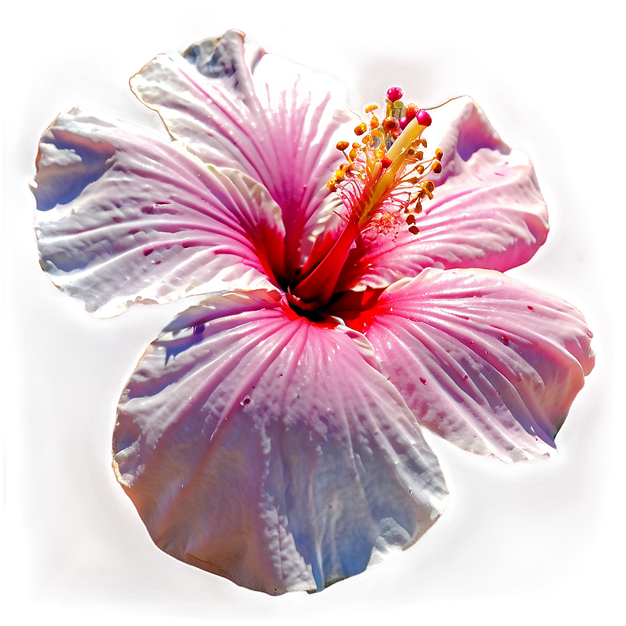 Pink Hibiscus Png Axr46 PNG Image