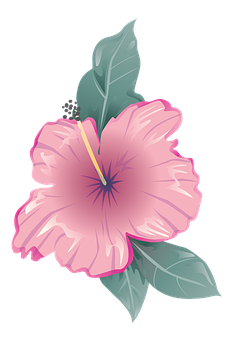 Pink Hibiscus Vector Illustration PNG Image