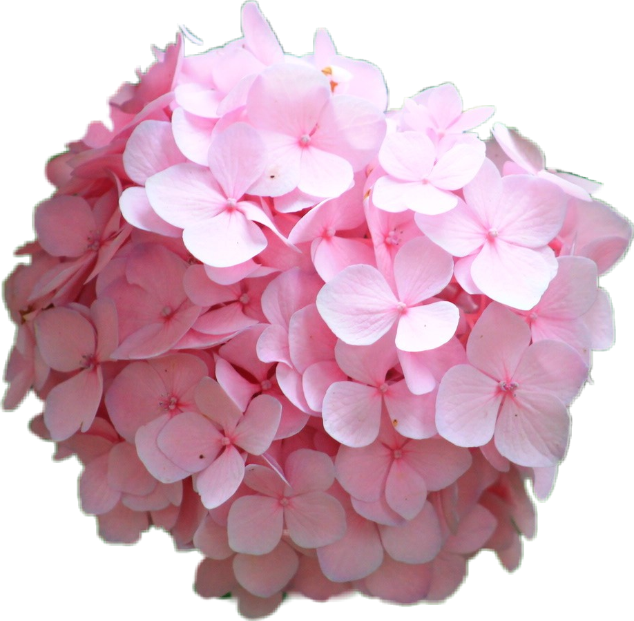 Pink Hydrangea Bloom Transparent Background PNG Image