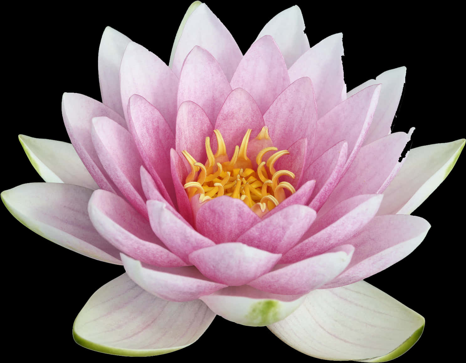 Pink Lotus Flower Closeup PNG Image