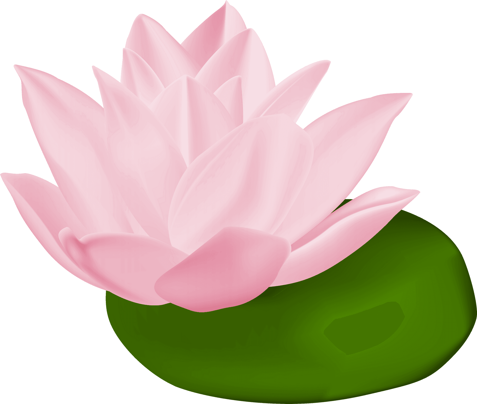 Pink Lotus Flower Illustration PNG Image