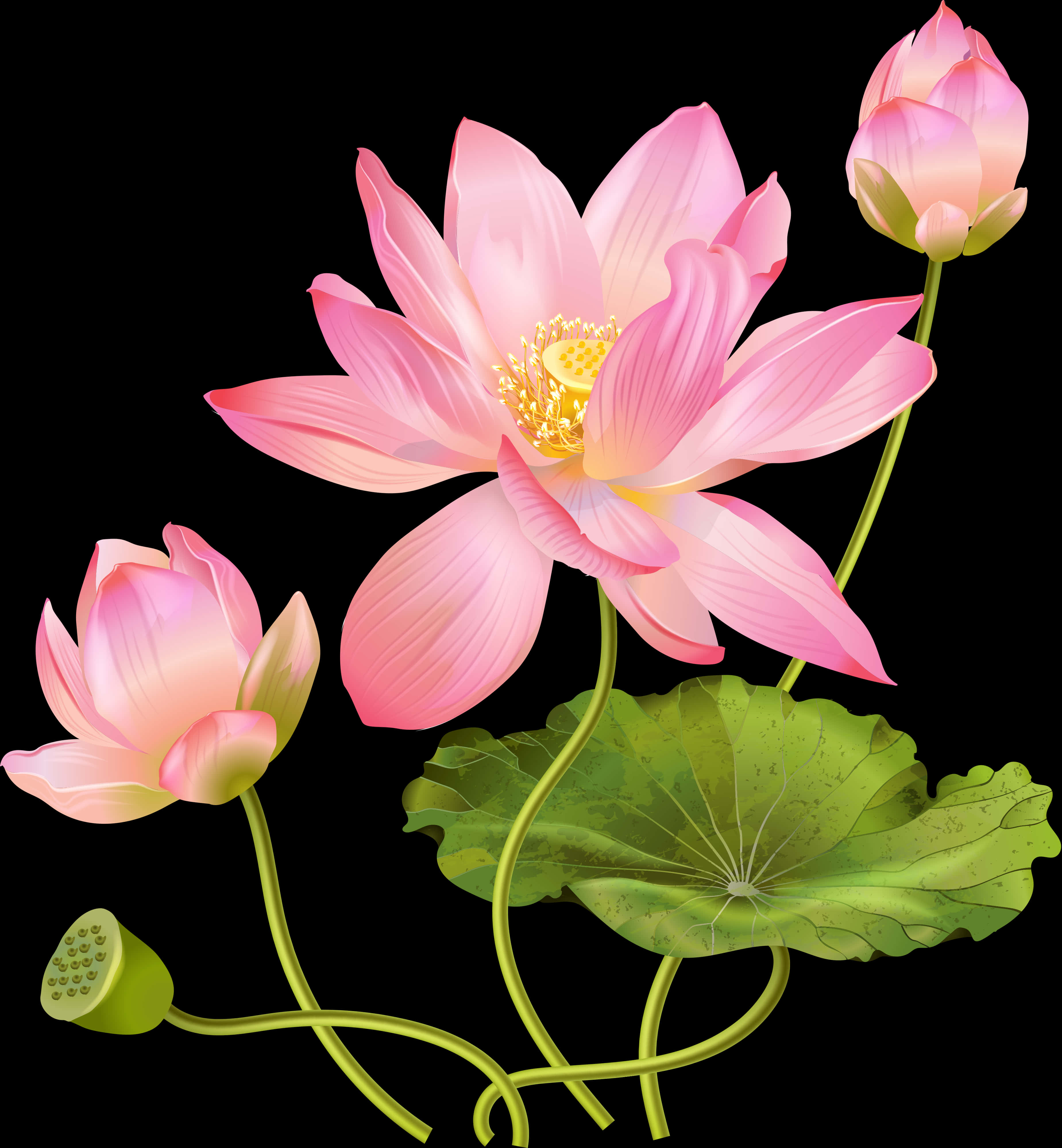 Pink Lotus Flower Illustration PNG Image