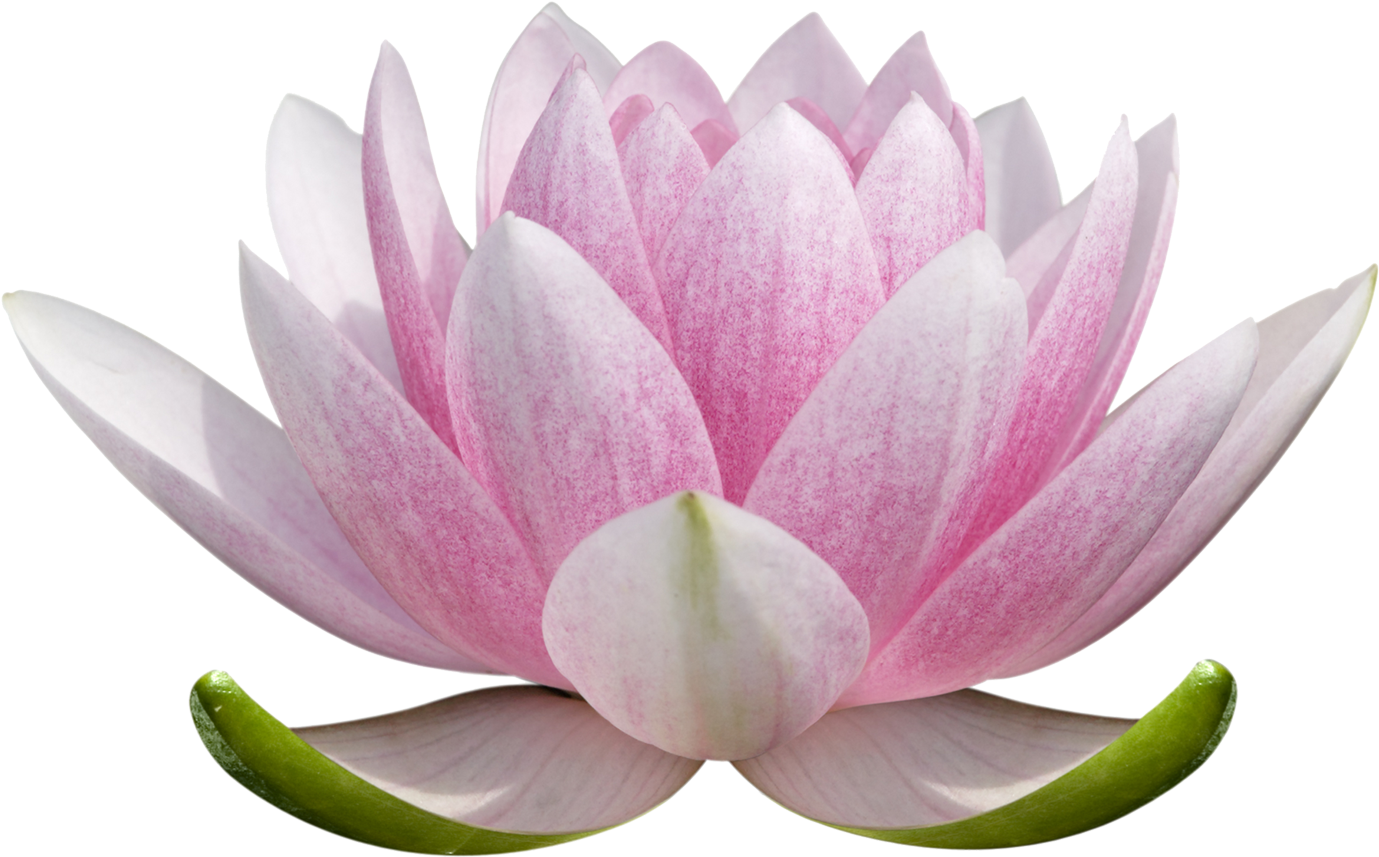 Pink Lotus Flower Transparent Background PNG Image