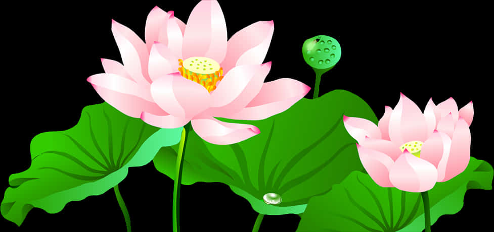 Pink Lotus Flowers Vector Illustration PNG Image