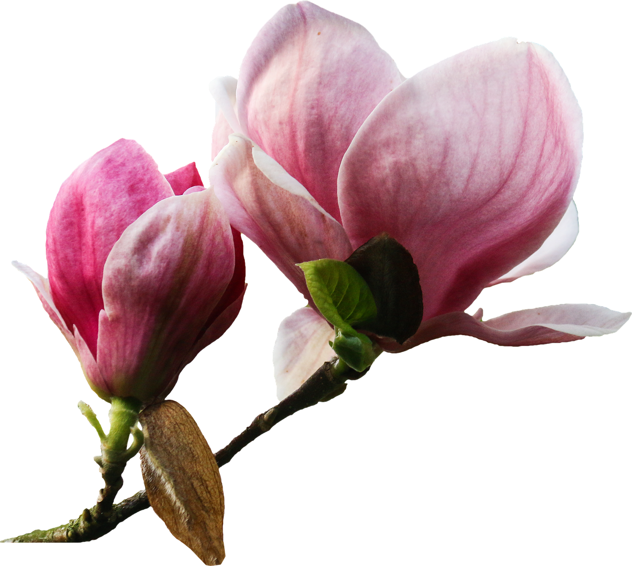 Pink_ Magnolia_ Blossoms_ Black_ Background PNG Image