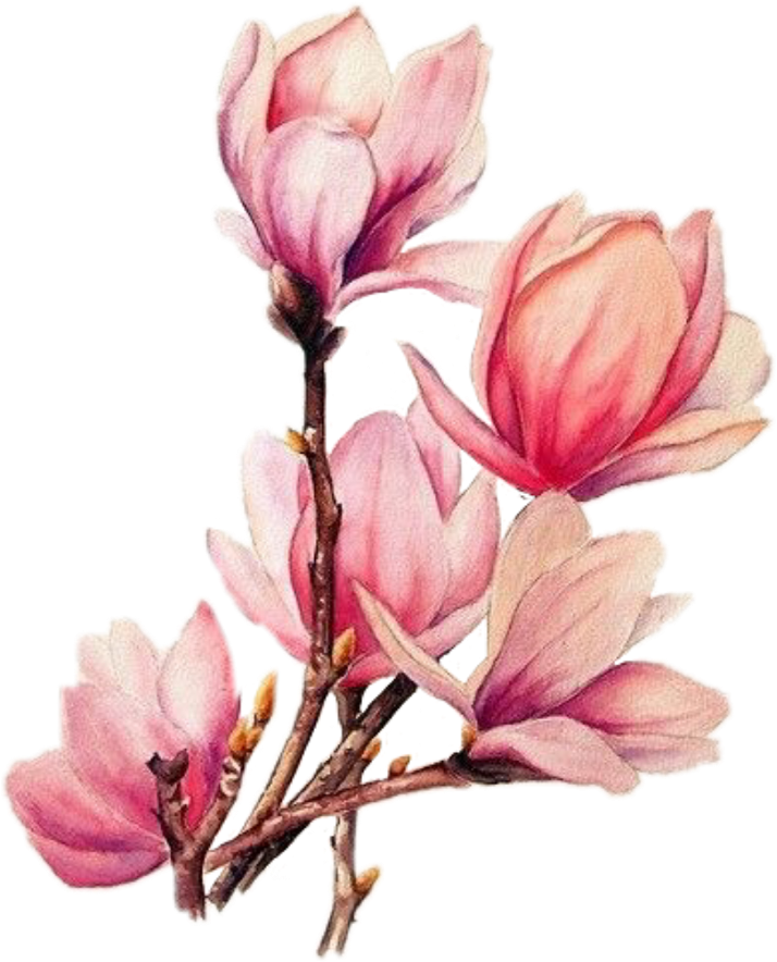 Pink Magnolia Blossoms Tattoo Design PNG Image