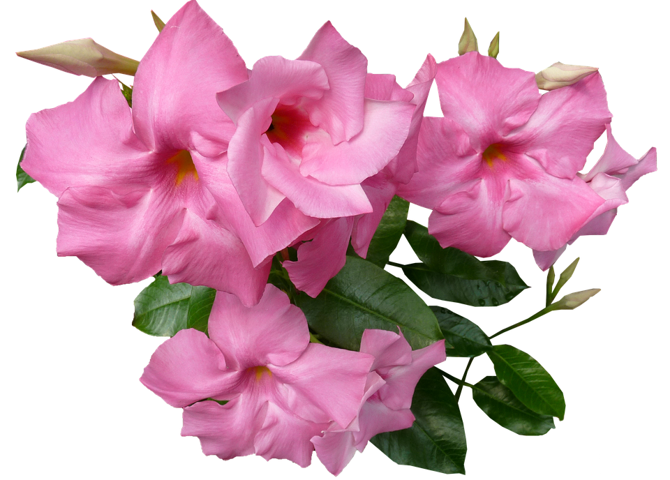 Pink Mandevilla Blooms PNG Image