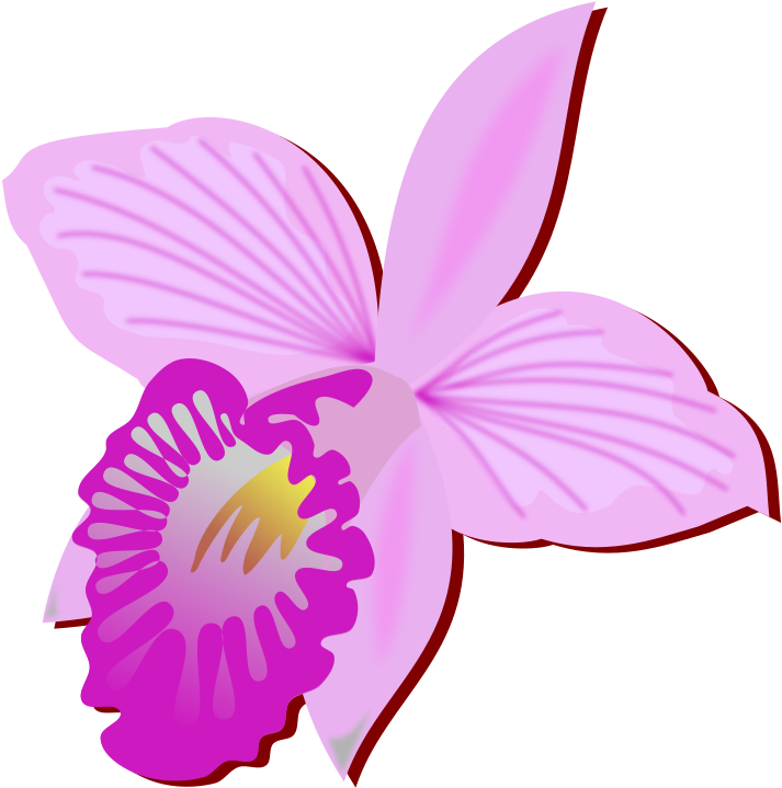 Pink Orchid Illustration PNG Image