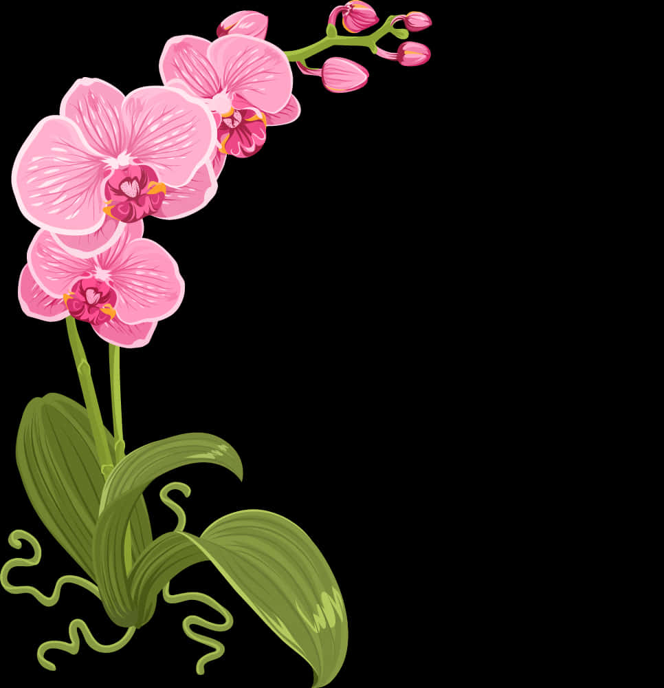 Pink Orchid Illustration PNG Image