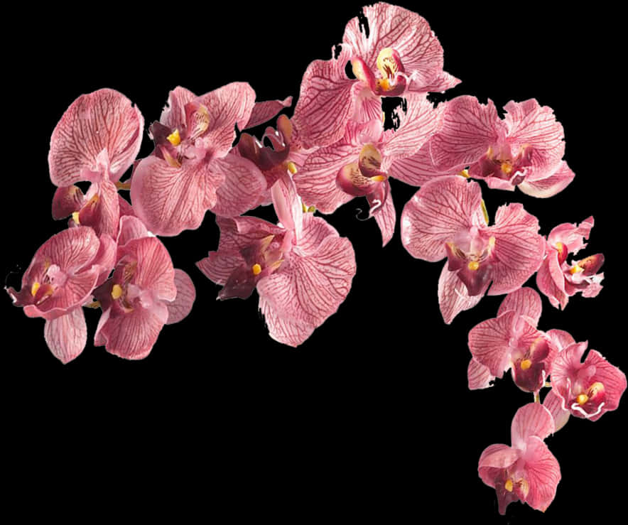 Pink Orchids Black Background PNG Image