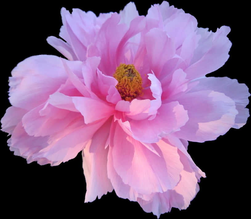 Pink Peony Black Background PNG Image