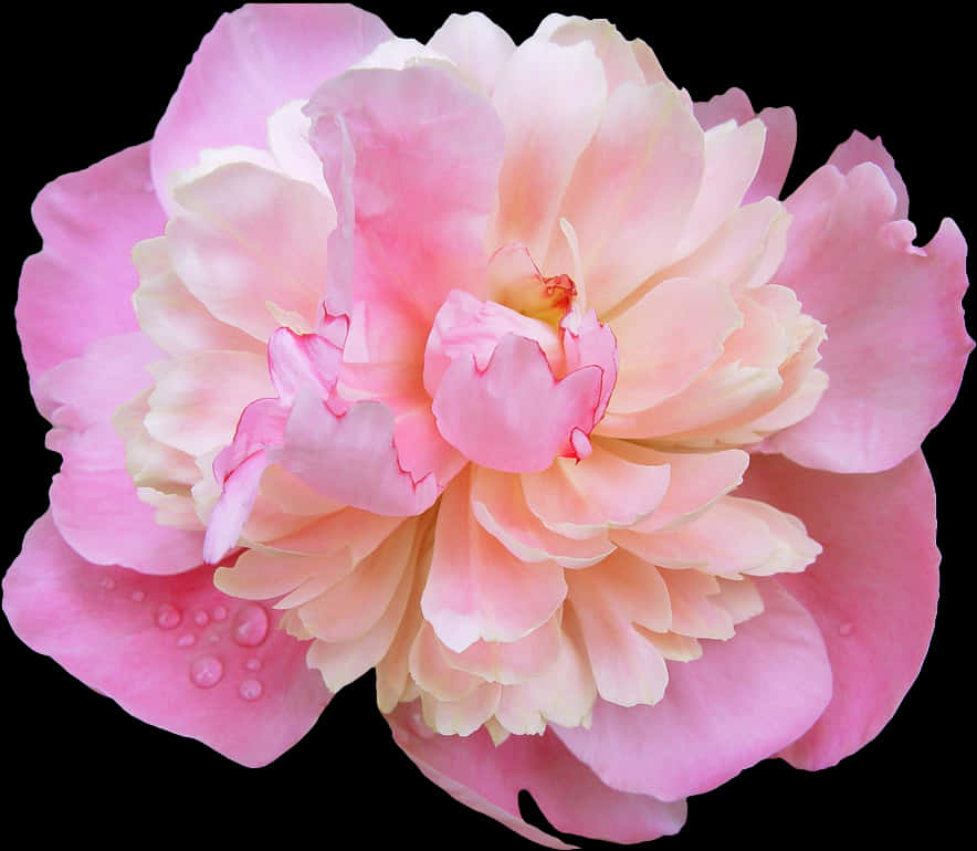 Pink Peony Dewdrops Floral Photography PNG Image