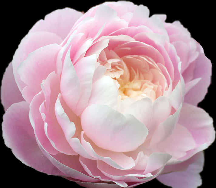 Pink Peony Flower Closeup PNG Image