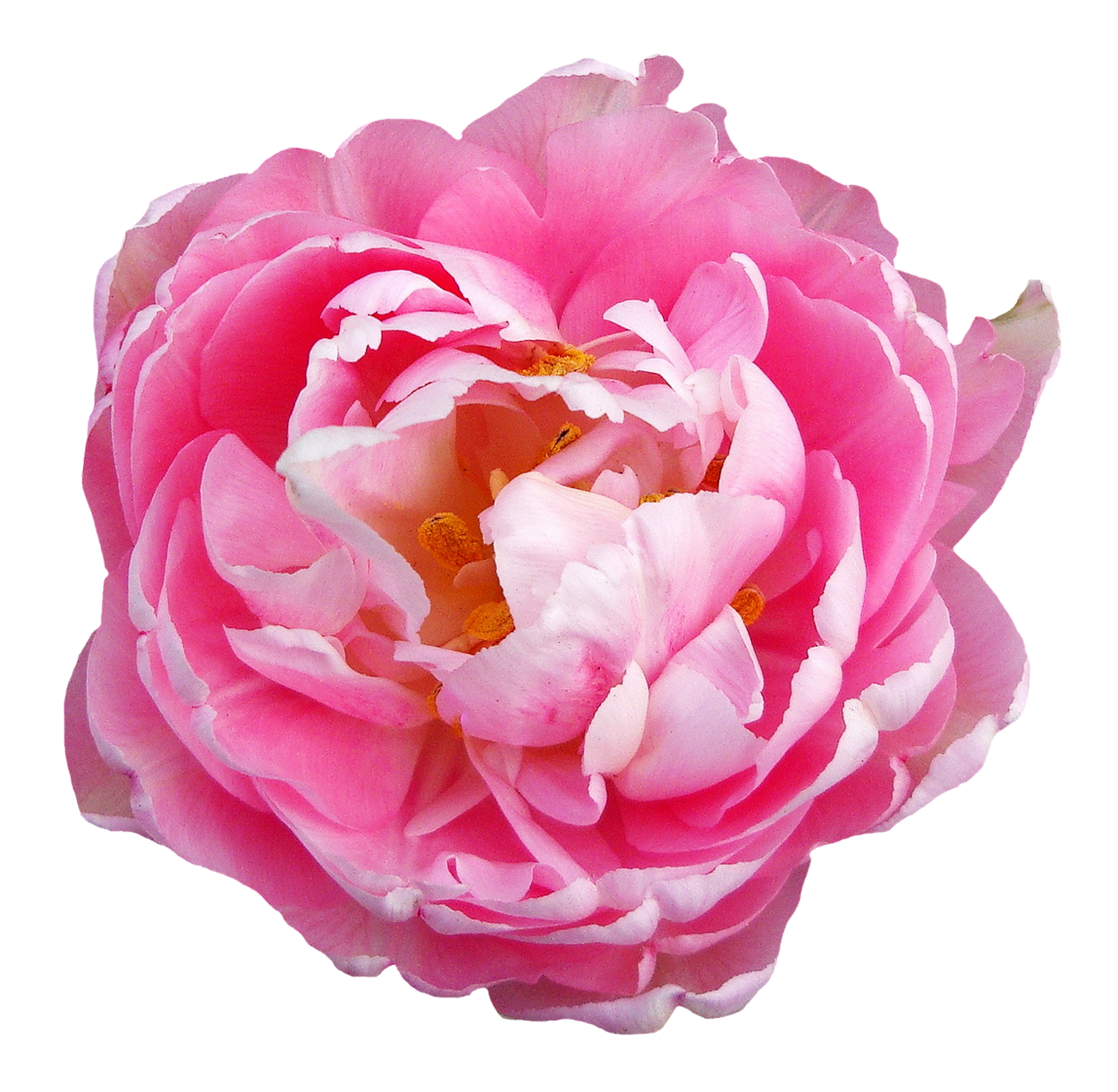 Pink Peony Transparent Background PNG Image