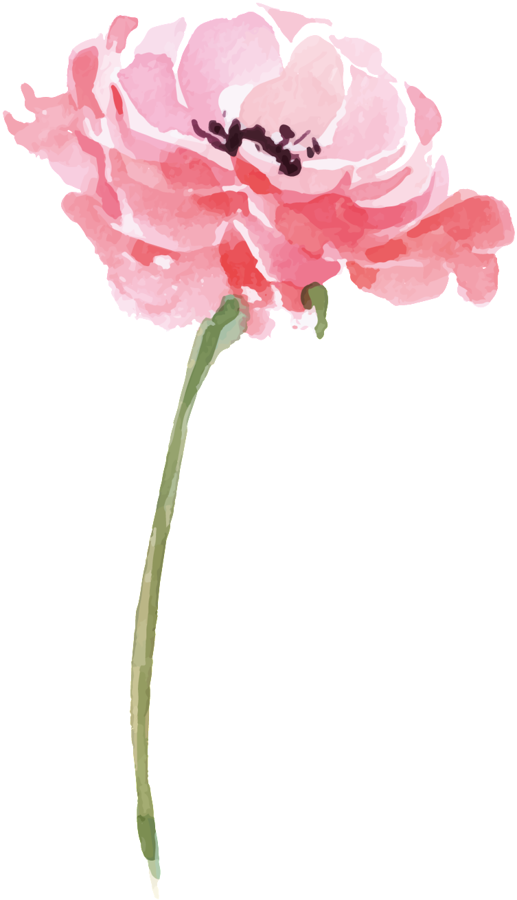 Pink Peony Watercolor Illustration PNG Image