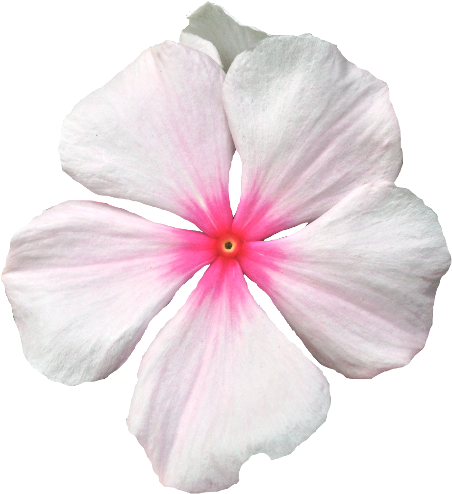 Pink Periwinkle Flower Isolated PNG Image