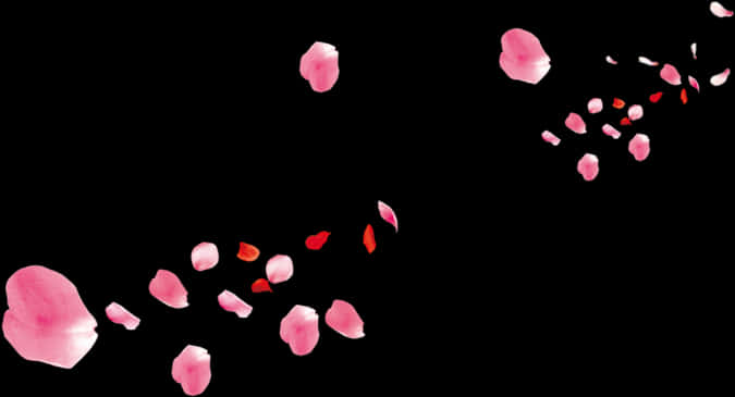 Pink_ Petal_ Scatter_ Black_ Background PNG Image