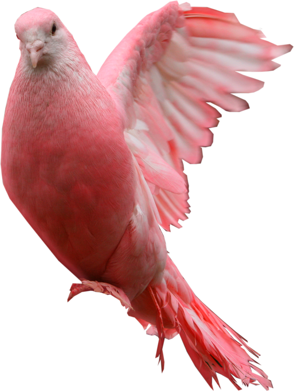 Pink Pigeon In Flight.png PNG Image