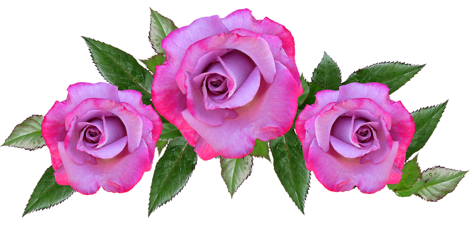 Pink Purple Roses Transparent Background PNG Image