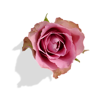 Pink Rose Black Background PNG Image