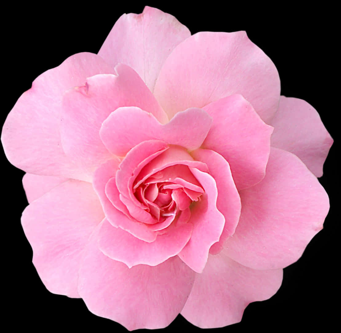 Pink Rose Black Background PNG Image