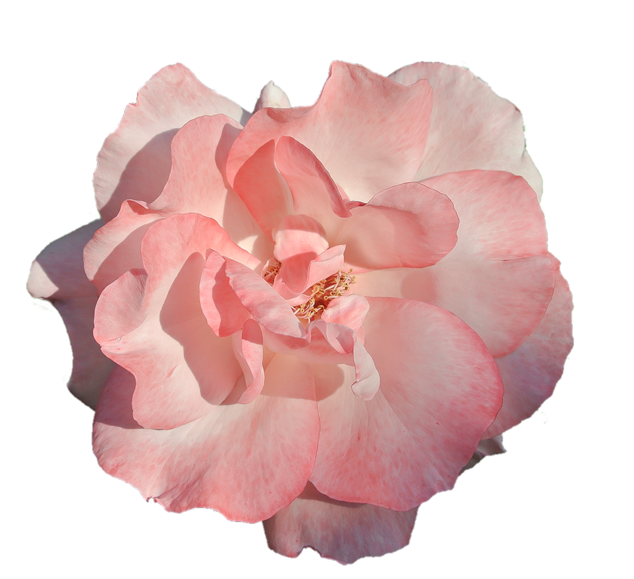 Pink Rose Black Background PNG Image