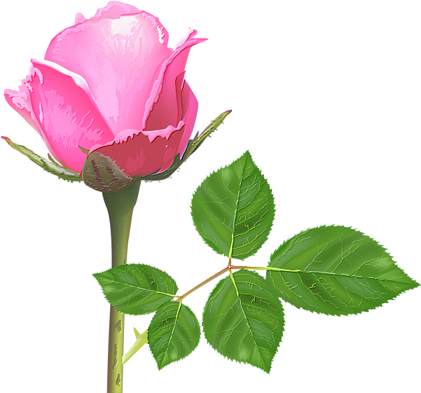 Pink Rose Budwith Leaves PNG Image