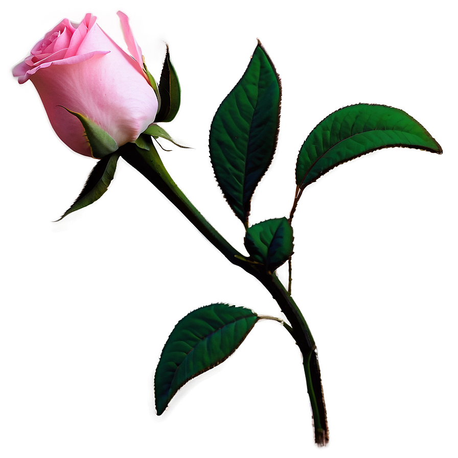 Pink Rose Gift Png 16 PNG Image