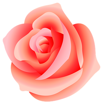 Pink Rose Graphic Art PNG Image