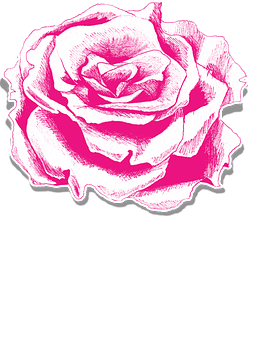 Pink Rose Illustration PNG Image