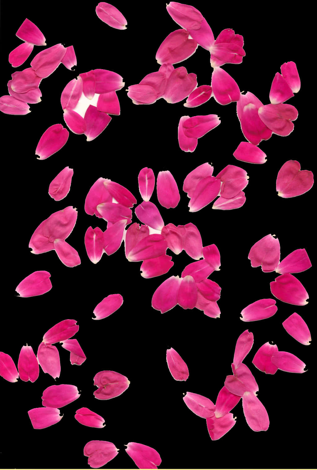 Pink Rose Petals Falling Black Background PNG Image