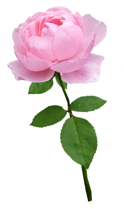 Pink Rose Single Stem PNG Image