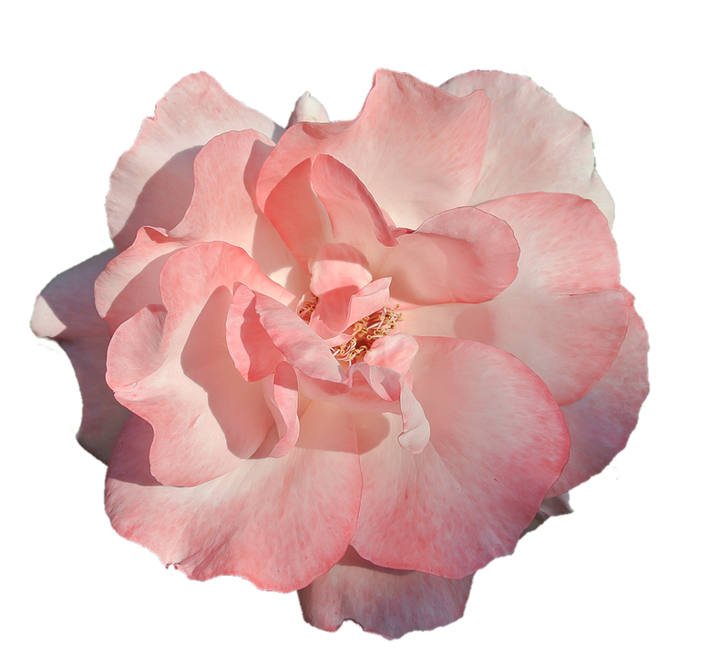 Pink Rose Transparent Background PNG Image